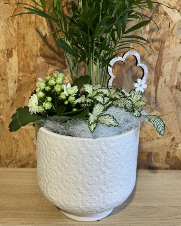 Centro de plantas basic white. 2 Centro de plantas basic white 1