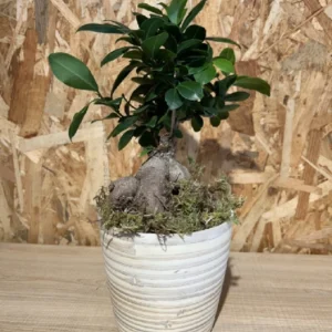 Ficus Ginseng con maceta New Form. 7 Ficus Ginseng con maceta New Form. - Imagen 4