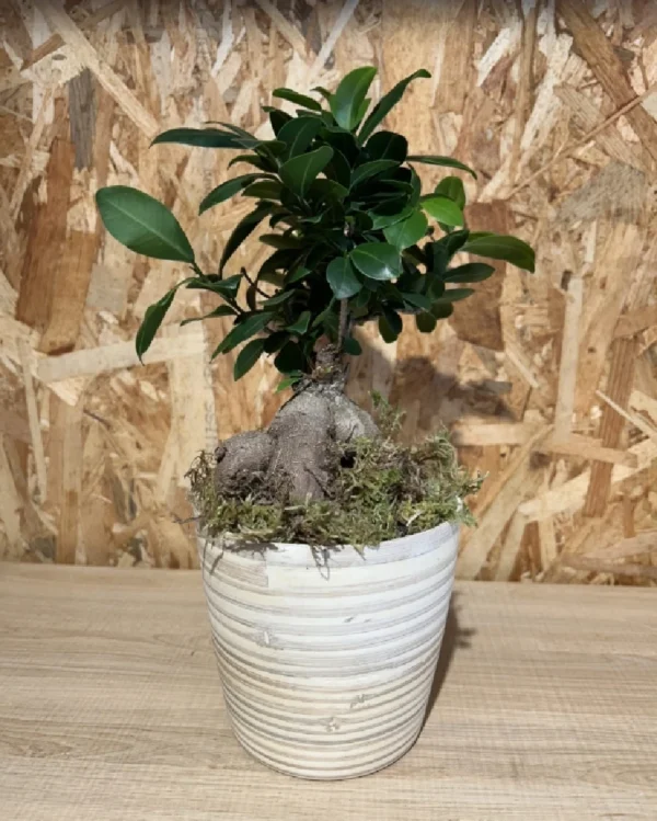 Ficus Ginseng con maceta New Form. 3 Ficus Ginseng con maceta New Form 1