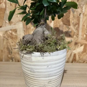 Ficus Ginseng con maceta New Form. 6 Ficus Ginseng con maceta New Form. - Imagen 3