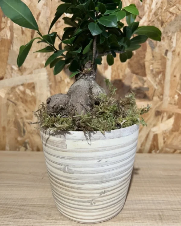 Ficus Ginseng con maceta New Form. 2 Ficus Ginseng con maceta New Form 2