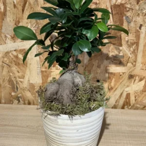 Ficus Ginseng con maceta New Form. 5 Ficus Ginseng con maceta New Form. - Imagen 2