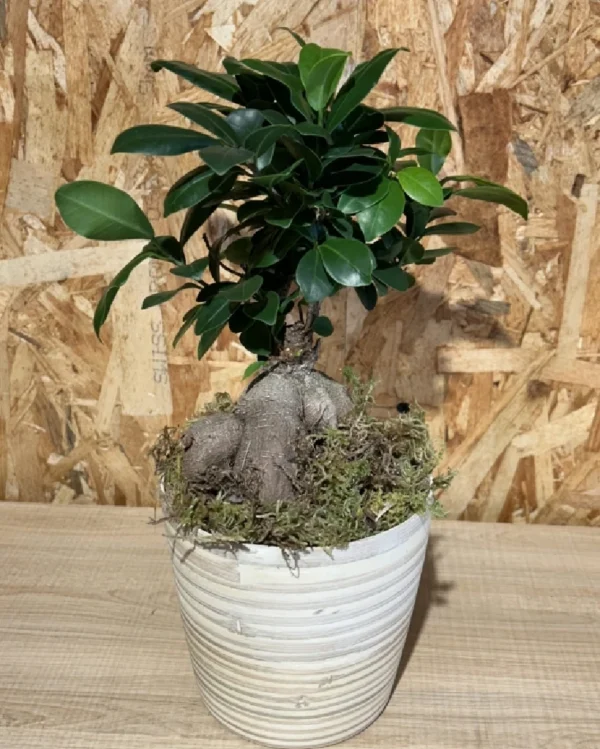Ficus Ginseng con maceta New Form. 1 Ficus Ginseng con maceta New Form 3