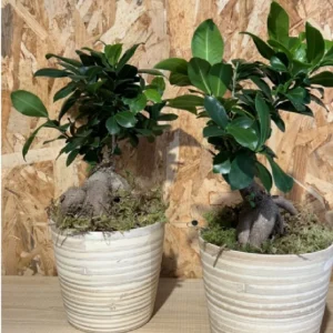 Ficus Ginseng con maceta New Form. 4 Ficus Ginseng con maceta New Form. - Imagen 1