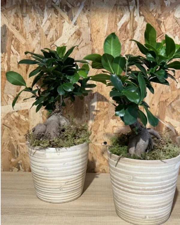 Ficus Ginseng con maceta New Form Ficus Ginseng con maceta New Form