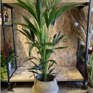 Kentia con cesto. 1 Kentia con cesto. - Imagen 1