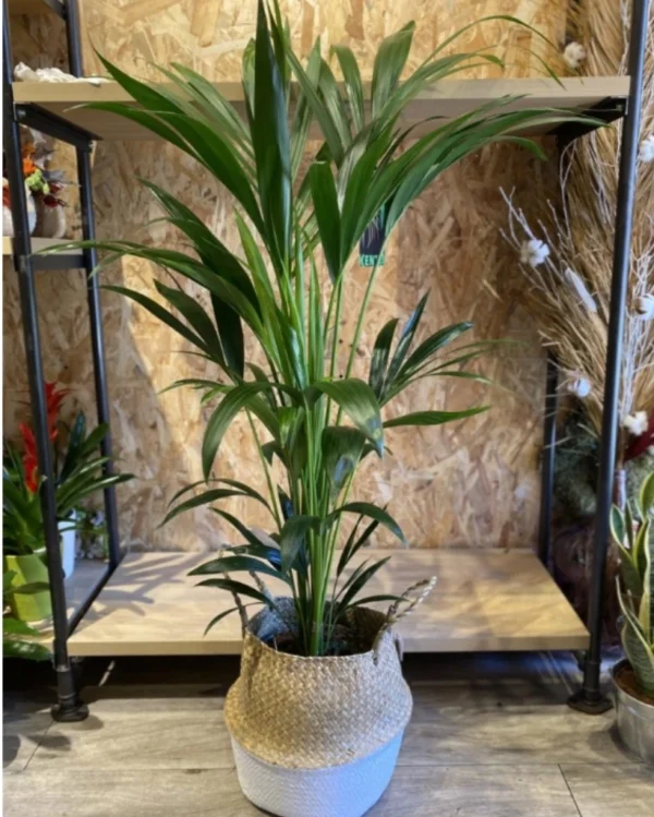 Kentia con cesto Kentia con cesto