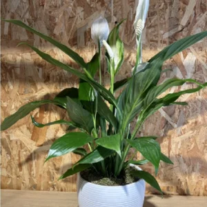 Sphatifilium mediano con maceta. 6 Sphatifilium mediano con maceta. - Imagen 3