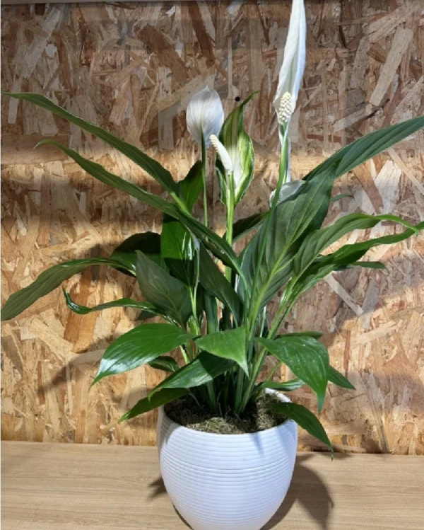 Sphatifilium mediano con maceta. 2 Sphatifilium mediano con maceta 1