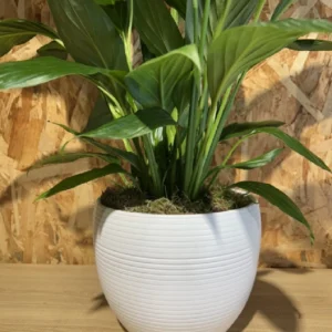 Sphatifilium mediano con maceta. 5 Sphatifilium mediano con maceta. - Imagen 2