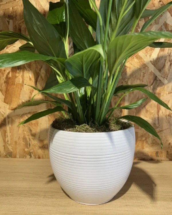 Sphatifilium mediano con maceta. 1 Sphatifilium mediano con maceta 2