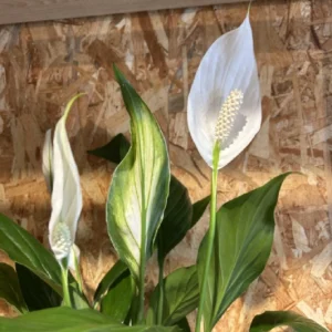 Sphatifilium mediano con maceta. 7 Sphatifilium mediano con maceta. - Imagen 4