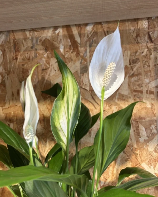 Sphatifilium mediano con maceta. 3 Sphatifilium mediano con maceta 3