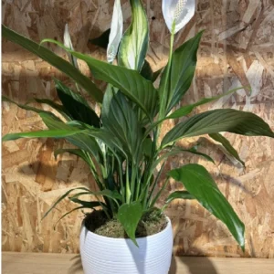 Sphatifilium mediano con maceta. 4 Sphatifilium mediano con maceta. - Imagen 1