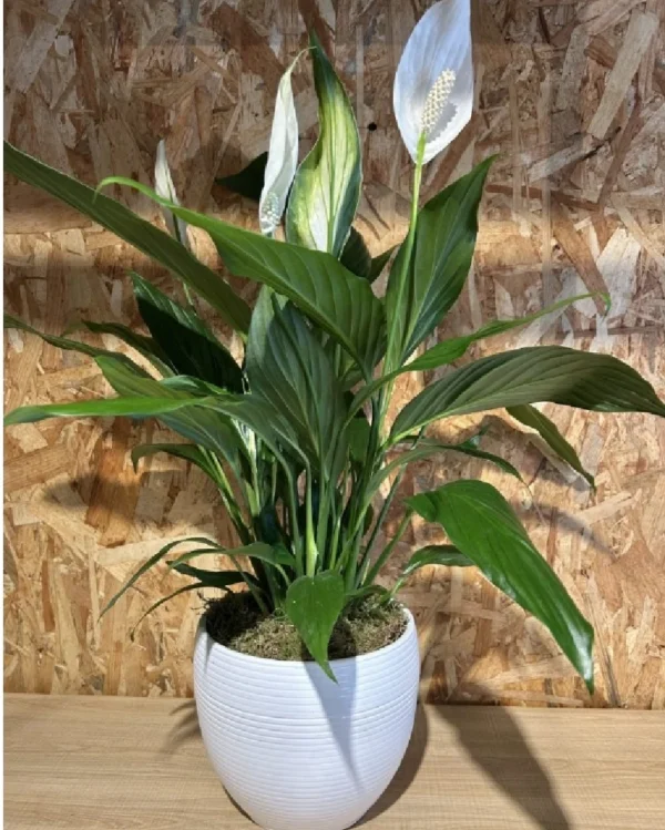 Sphatifilium mediano con maceta Sphatifilium mediano con maceta