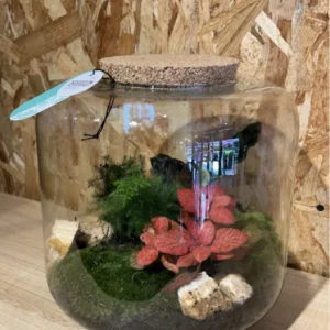 Terrarium grande o jardin eterno 5 Terrarium grande o jardin eterno - Imagen 3