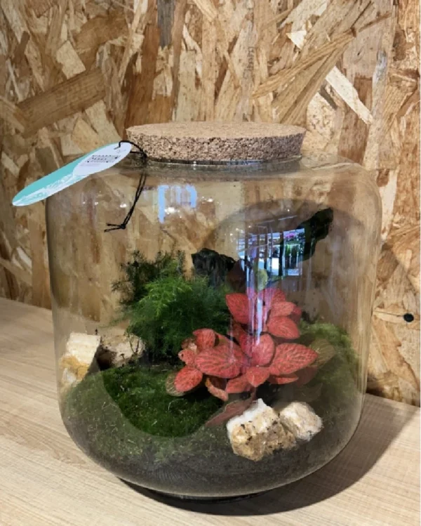 Terrarium grande o jardin eterno 2 Terrarium grande o jardin eterno 1