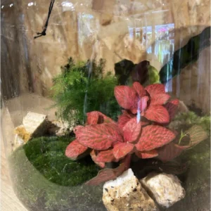 Terrarium grande o jardin eterno 4 Terrarium grande o jardin eterno - Imagen 2