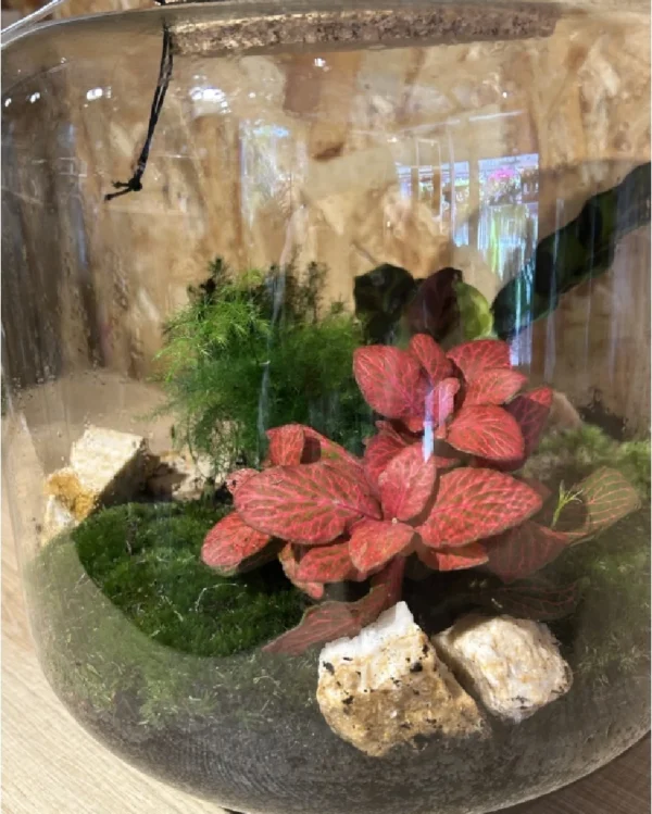 Terrarium grande o jardin eterno 1 Terrarium grande o jardin eterno 2