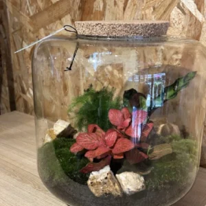 Terrarium grande o jardin eterno 3 Terrarium grande o jardin eterno - Imagen 1