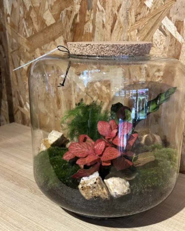 Terrarium grande o jardin eterno Terrarium grande o jardin eterno