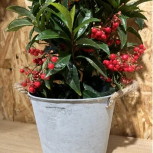 Inicio 11 Ardisia Navidad con maceta 1