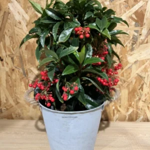 Ardisia Navidad con maceta. - Imagen 3