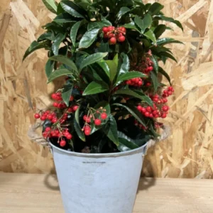 Ardisia Navidad con maceta. - Imagen 4