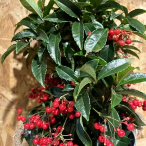Inicio 10 Ardisia Navidad con maceta