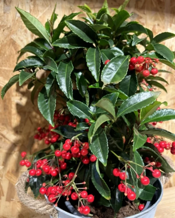 Ardisia Navidad con maceta