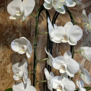 Centro phalaenopsis cascada blanca. 6 Centro phalaenopsis cascada blanca. - Imagen 3
