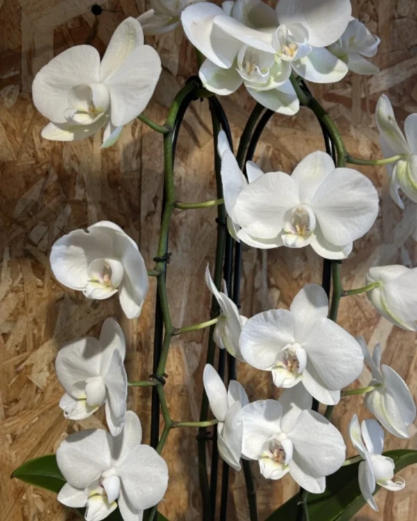 Centro phalaenopsis cascada blanca. 2 Centro phalaenopsis cascada blanca 2