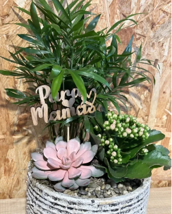 Centro plantas Nordic Mama 3