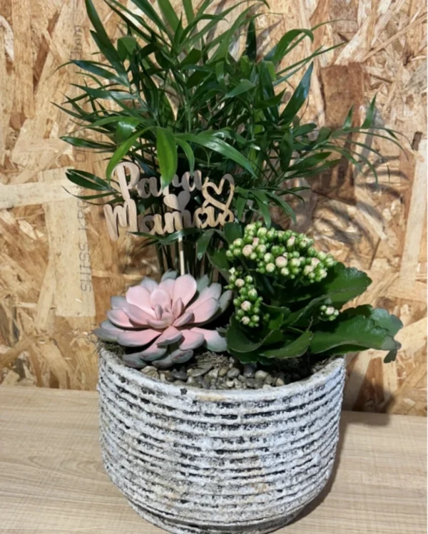 Centro plantas Nordic Mama