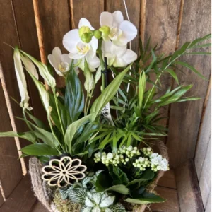 Cesta Nordica con Phalaenopsis blanca y plantas. - Imagen 2