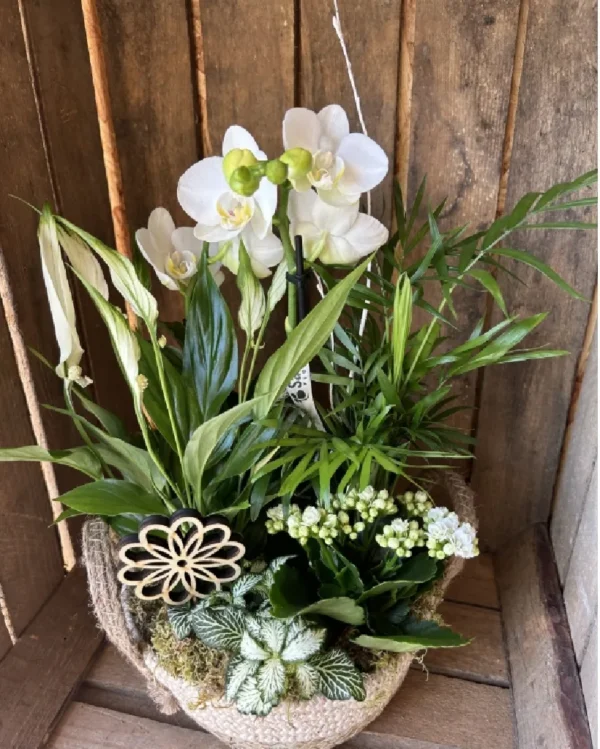 Cesta Nordica con Phalaenopsis blanca y plantas 1