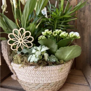 Cesta Nordica con Phalaenopsis blanca y plantas. - Imagen 4