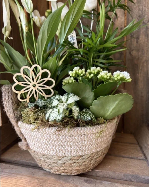 Cesta Nordica con Phalaenopsis blanca y plantas 2