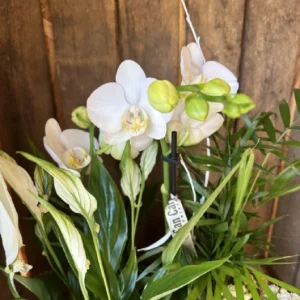 Cesta Nordica con Phalaenopsis blanca y plantas. - Imagen 3