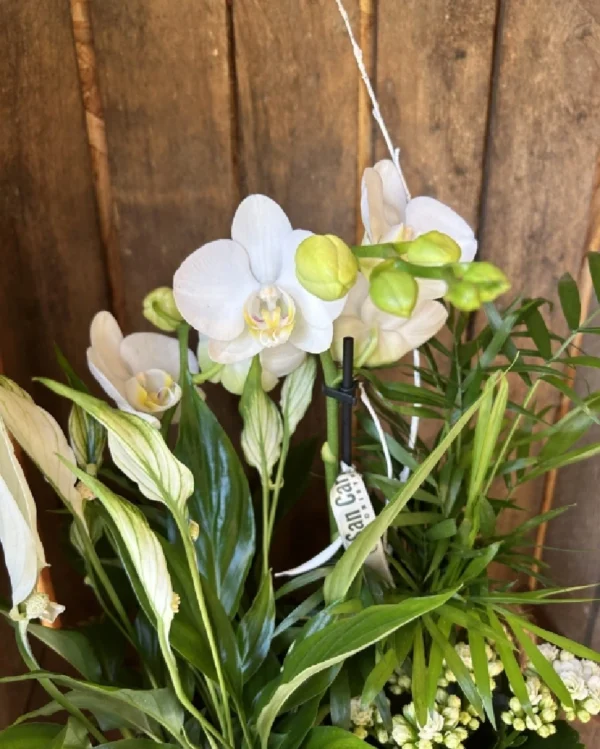 Cesta Nordica con Phalaenopsis blanca y plantas 3