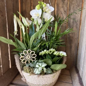 Cesta Nordica con Phalaenopsis blanca y plantas. - Imagen 1