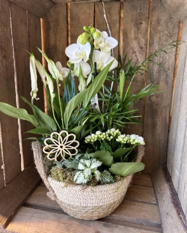Cesta Nordica con Phalaenopsis blanca y plantas