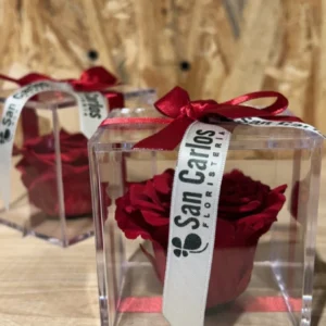 Cubo con Rosa Preservada roja. 5 Cubo con Rosa Preservada roja. - Imagen 2