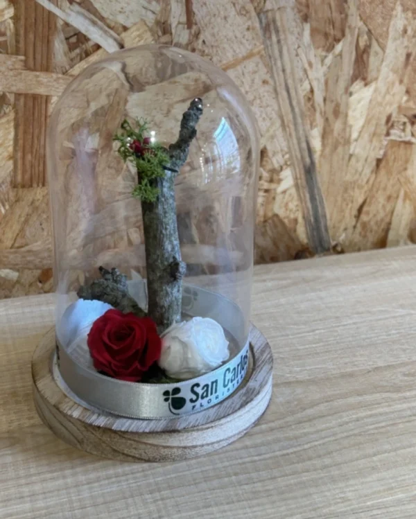 Cupula con rosas preservadas roja blanca 1