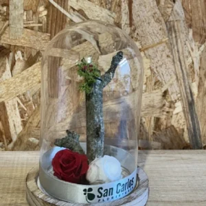 Cúpula con rosas preservadas roja/blanca. - Imagen 2