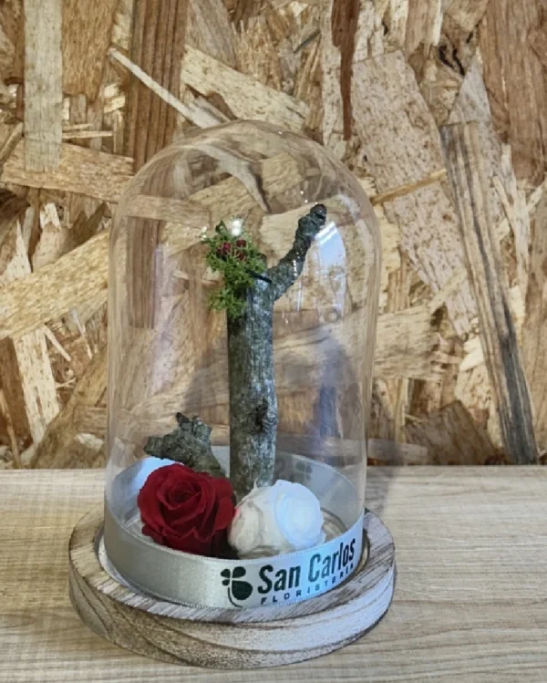 Cupula con rosas preservadas roja blanca 2