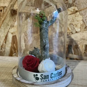 Cúpula con rosas preservadas roja/blanca. - Imagen 1