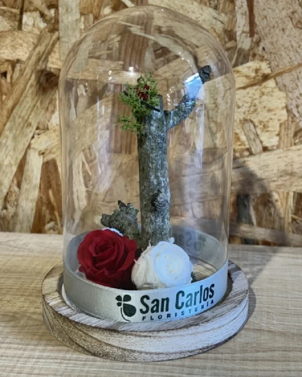 Cupula con rosas preservadas roja blanca