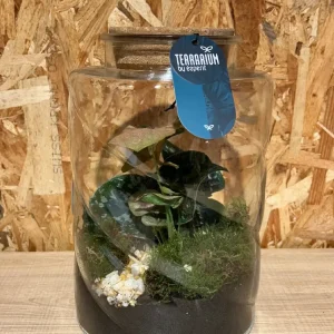 Terrarium spiral. - Imagen 3
