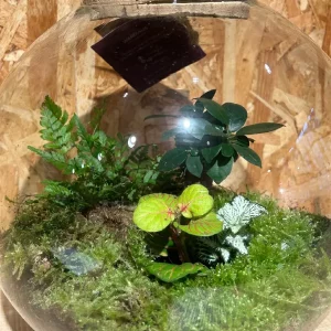 Terrarium grande o jardin eterno - Imagen 3